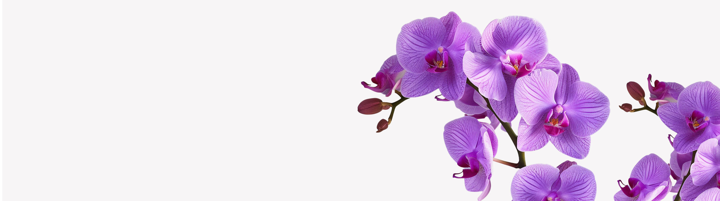 banner landing page_fine